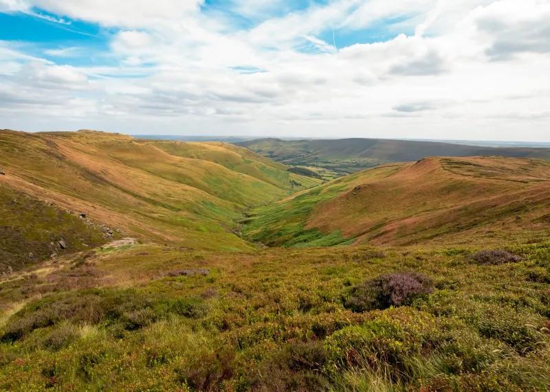 The Wild Larder Beneath Our Feet: How Peak District Botanicals Define Our Gin
