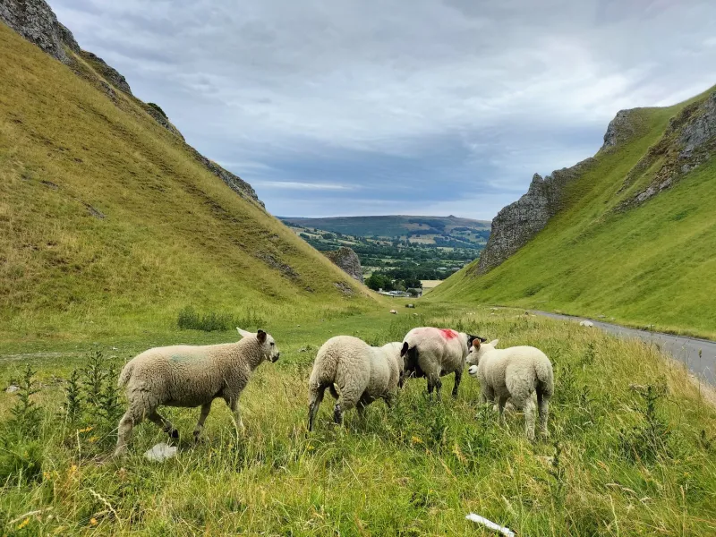 What the Rock Remembers: The Hidden Role of Peak District Water in Every Derbyshire Distillery Spirit