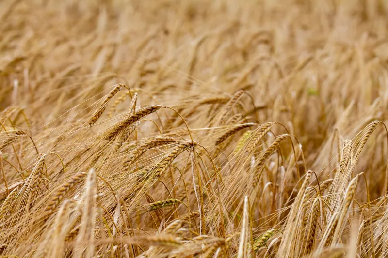 Rooted in Derbyshire Soil: The Farmers and Growers Behind Every Spirit We Make